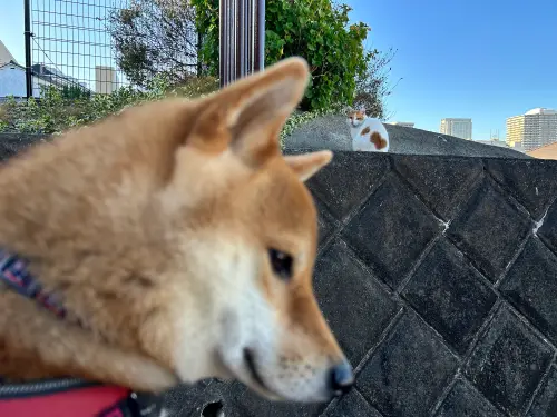 ▲日本一名飼主發文表示,他帶自家柴犬「麥丸」出門散步,最容易忘記帶的就是「狗」,麥丸事後一臉傻眼地看著天兵主人。(圖/翻攝自X) ▲日本一名飼主發文表示,他帶自家柴犬「麥丸」出門散步,最容易忘記帶的就是「狗」,麥丸事後一臉傻眼地看著天兵主人。(圖/翻攝自X)