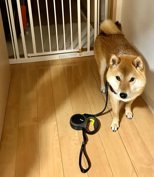 ▲日本一名飼主發文表示,他帶自家柴犬「麥丸」出門散步,最容易忘記帶的就是「狗」,麥丸事後一臉傻眼地看著天兵主人。(圖/翻攝自X) ▲日本一名飼主發文表示,他帶自家柴犬「麥丸」出門散步,最容易忘記帶的就是「狗」,麥丸事後一臉傻眼地看著天兵主人。(圖/翻攝自X)