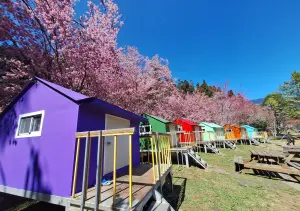 「霜降」凍壞櫻花!武陵農場紅粉佳人臭灰搭 焦糖櫻成天災奇景 ▲武陵農場露營區的櫻花依舊美開。(圖/武陵農場提供,2024.02.16)