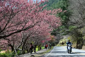 ▲農曆春節期間的武陵路，櫻花仍是整片浪漫粉紅。（圖／武陵農場提供，2024.02.16）