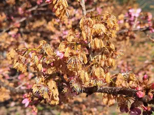 「霜降」凍壞櫻花!武陵農場紅粉佳人臭灰搭 焦糖櫻成天災奇景 ▲櫻花若被霜凍傷,兩三天後花瓣會變成焦糖色。(圖/讀者提供,2024.02.16)