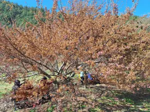 「霜降」凍壞櫻花!武陵農場紅粉佳人臭灰搭 焦糖櫻成天災奇景 ▲遊客坐在「焦糖櫻」樹下賞花。(圖/讀者提供,2024.02.16)
