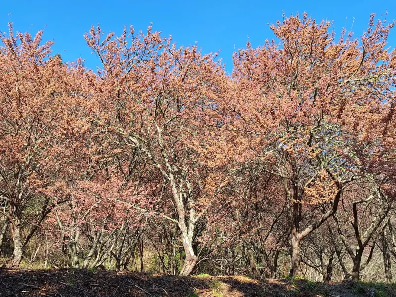 <p>▲武陵路旁原本粉紅的櫻花林，整片「臭灰搭」。（圖／讀者提供，2024.02.16）</p>
