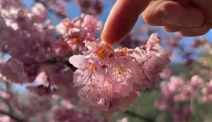 ▲武陵農場露營區的櫻花僅輕微受霜害影響。（圖／翻攝武陵農場臉書，2024.02.16）