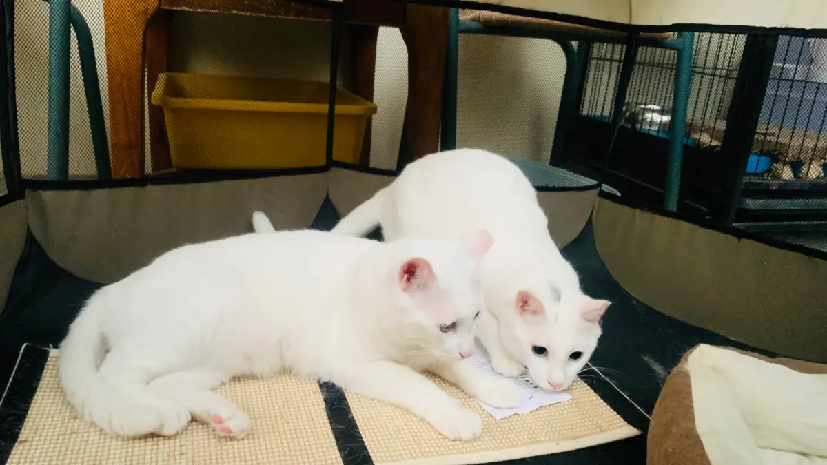 今日歷史／12/15是「世界貓奴日」！由來快看 10特徵測貓奴指數