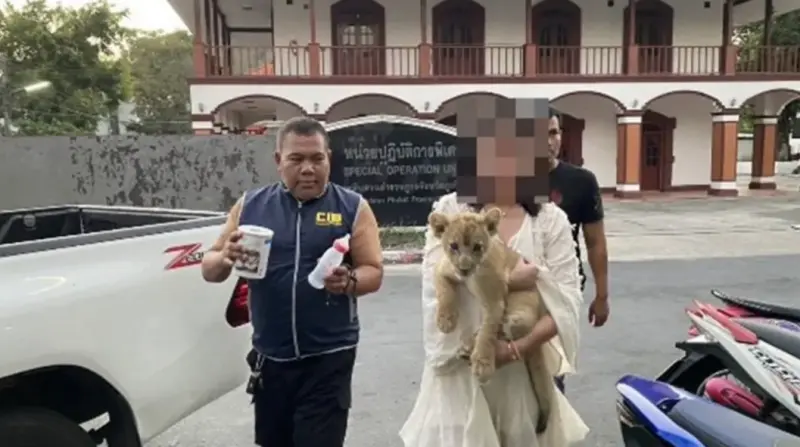 ▲一名中國籍女子在普吉島酒店非法飼養獅子，遭到泰國警方逮捕。（圖／翻攝自曼谷郵報）