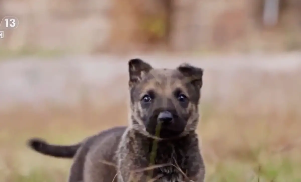 ▲中國雲南警犬基地去年底迎來一隻警犬寶寶「么么零」，么么零的爸媽都是警犬，牠天生就散發霸氣光環，且出生還沒滿3個月就展現驚人天賦。（圖／翻攝自微博）