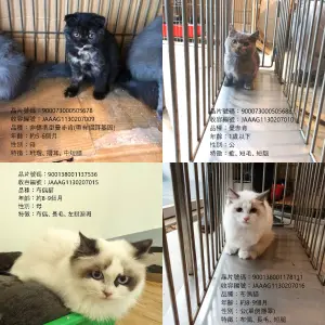 ▲15隻品種貓即將開放民眾登記認養。(圖/取自嘉義縣家畜疾病防治所臉書) ▲15隻品種貓即將開放民眾登記認養。(圖/取自嘉義縣家畜疾病防治所臉書)