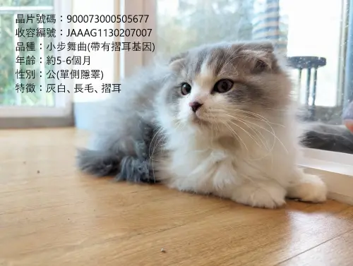 ▲嘉義縣有品種貓即將開放民眾登記認養。(圖/取自嘉義縣家畜疾病防治所臉書) ▲嘉義縣有品種貓即將開放民眾登記認養。(圖/取自嘉義縣家畜疾病防治所臉書)