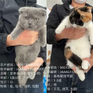 ▲嘉義縣家畜疾病防治所宣布,品種貓即將開放民眾登記認養。(圖/取自嘉義縣家畜疾病防治所臉書) ▲嘉義縣家畜疾病防治所宣布,品種貓即將開放民眾登記認養。(圖/取自嘉義縣家畜疾病防治所臉書)
