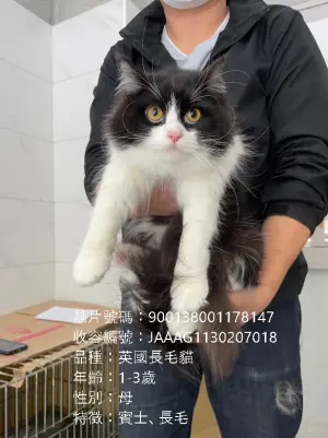 ▲嘉義縣有15隻品種貓即將開放民眾登記認養。(圖/取自嘉義縣家畜疾病防治所臉書) ▲嘉義縣有15隻品種貓即將開放民眾登記認養。(圖/取自嘉義縣家畜疾病防治所臉書)