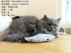 ▲嘉義縣有15隻品種貓即將開放民眾登記認養。(圖/取自嘉義縣家畜疾病防治所臉書) ▲嘉義縣有15隻品種貓即將開放民眾登記認養。(圖/取自嘉義縣家畜疾病防治所臉書)