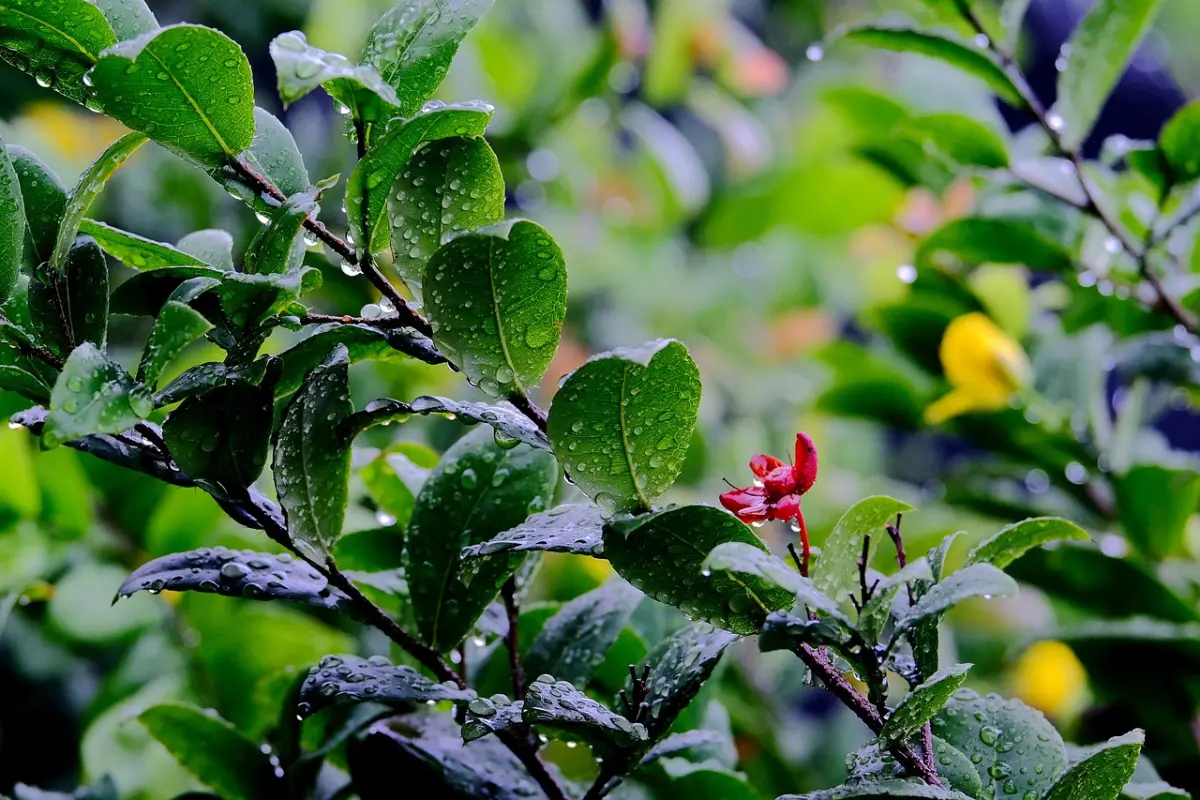 ▲「雨水」節氣來臨，中醫師提醒，這節氣水氣較多的情況下，感冒、慢性支氣管炎、哮喘、皮膚病易好發。（示意圖／取自pixabay）