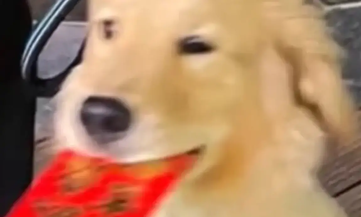 ▲有位飼主在過年期間，帶著黃金獵犬前往便利商店購物，結果大黃耐不住性子衝到隔壁的彩券行，直接咬了一張刮刮樂。（示意圖／取自微博）