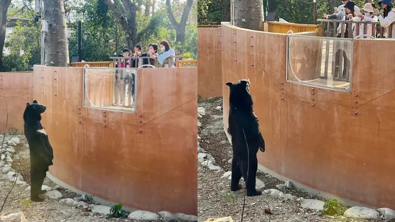 ▲高雄壽山動物園的台灣黑熊「波比」，在2月12日大年初三的時候，被目擊到雙腳站起。（圖／取自壽山動物園臉書）
