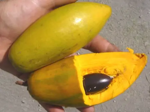 仙桃好吃還是噁心？蛋黃味＋地瓜口感掀兩派戰　農糧署出面科普
