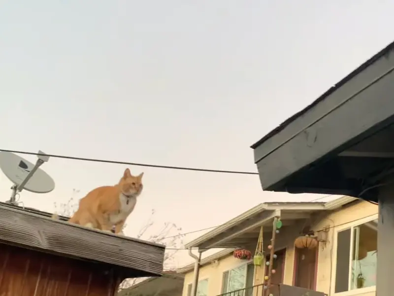 ▲一隻橘貓嘗試跳到另外一個屋頂上，主人也相信牠能成功，沒想到最後卻是落地失敗收場。（圖/IG）