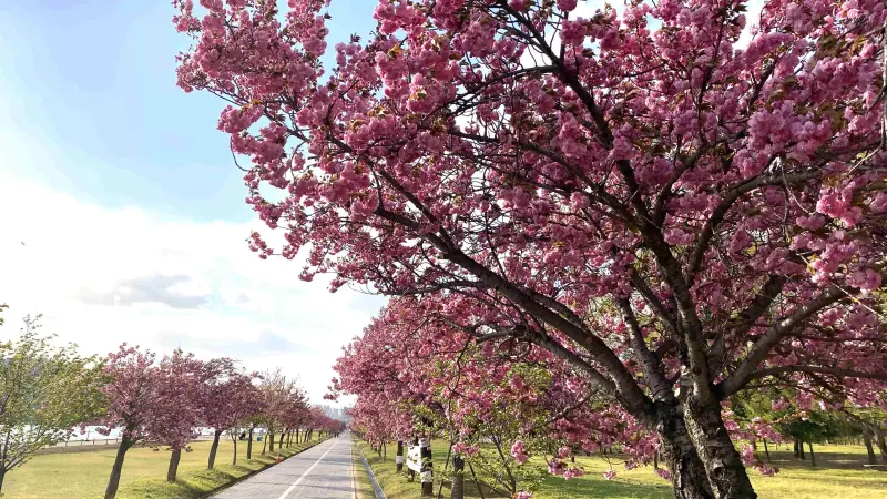 ▲Klook開春帶你遊韓國5大浪漫花海，其中「波拉美公園」是熱門韓劇《大力女子都奉順》取景地，每年4月下旬，公園內開滿深粉的國王櫻花。（圖／Klook提供）