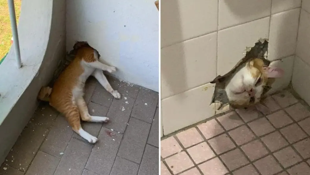 ▲ 一隻可愛的橘貓鑽到牆裡面，沒想到卡住，被路過的民眾請消防大隊搶救。（圖／翻攝自臉書）