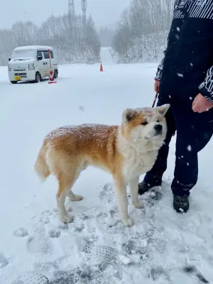 ▲超萌的秋田犬很受台灣旅客歡迎，在森吉山阿仁滑雪場就能跟牠打招呼。（圖／記者蕭涵云攝）