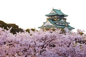 ▲可樂旅遊也推出日本關西賞櫻團。（圖／可樂旅遊提供）