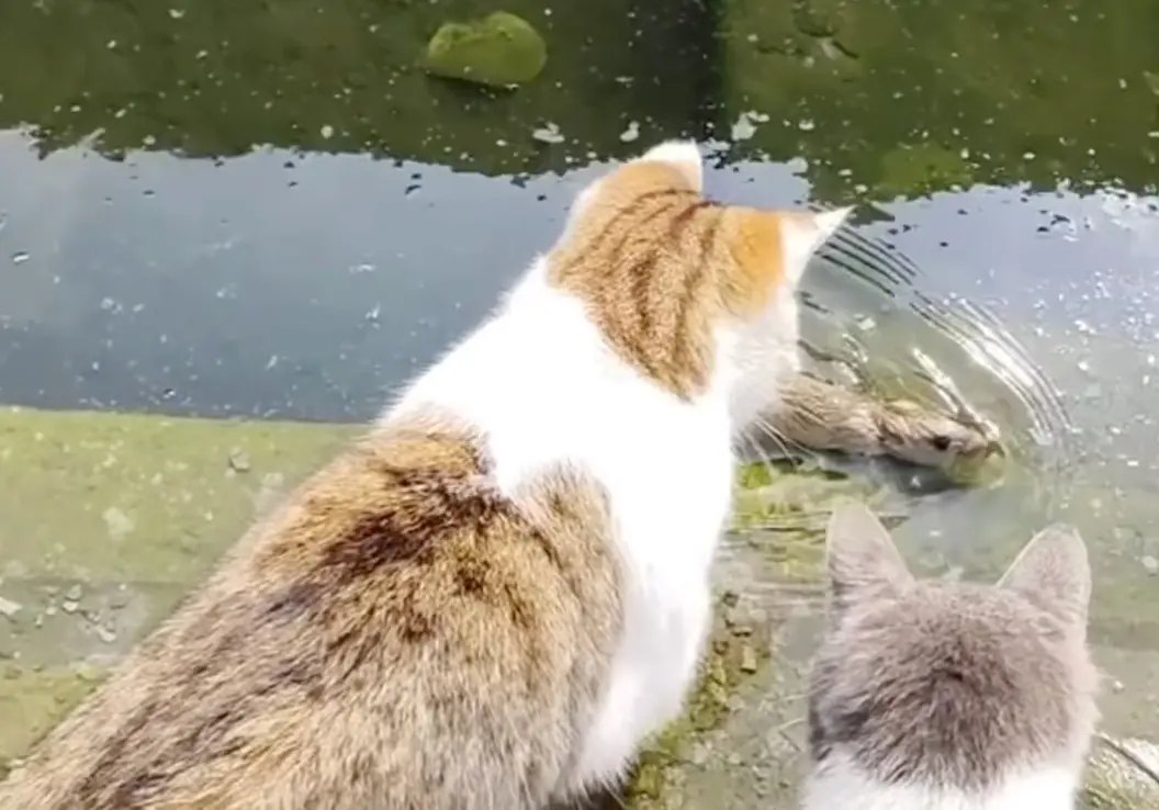 ▲一隻老鼠被三隻貓咪追趕，跳進水溝變身「海巡鼠」，抓到空擋想要上岸，卻被貓咪壓回水裡，只好又躲回水裡繼續游泳。（圖/IG）