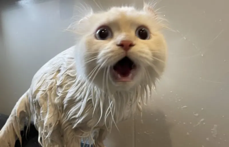貓咪「一輩子不用洗澡」是真的！關鍵原因揭曉　5時期千萬別碰水