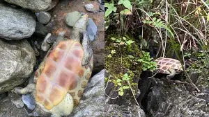 ▲有斑龜因為適應不了溪流環境,已經沒了生命跡象。(圖/當事人授權使用) ▲有斑龜因為適應不了溪流環境,已經沒了生命跡象。(圖/當事人授權使用)