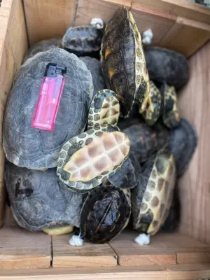 ▲原PO與友人這次共救援了32隻烏龜,後續也轉交給宜蘭縣政府安置並檢驗。(圖/當事人授權使用) ▲原PO與友人這次共救援了32隻烏龜,後續也轉交給宜蘭縣政府安置並檢驗。(圖/當事人授權使用)