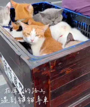 ▲網友在屏東路上遇到「喵喵車隊」，裡面一共有7隻貓出門兜風，讓貓奴心臟爆擊直呼「太可愛了！」（圖/Tik Tok）