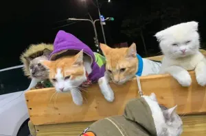 貓奴騎車遇到「喵喵車隊」！7隻貓乖巧坐木箱兜風　出沒地點曝光
