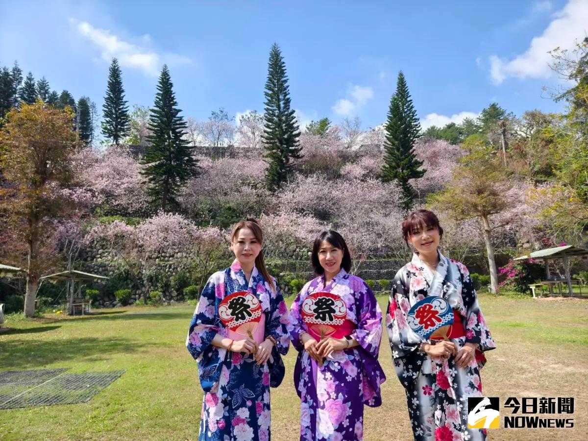 ▲新社櫻花鳥森林遍植2千多顆櫻花樹，其中罕見的香水櫻正值花季，粉紅花海超浪漫，是228假期賞櫻首選。（圖／記者金武鳳攝，2024.2.22)