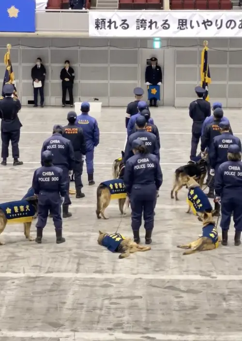 ▲日本千葉縣警察局日前進行新年檢閱儀式，但似乎是長官致詞太久，讓警犬們忍不住打起瞌睡。（圖／翻攝自X）