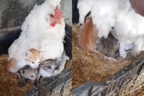 以為母雞在孵蛋！一掀肚竟是「3隻小奶貓」　媽坐旁邊表情超無奈
