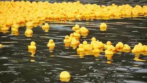 ▲近看黃色小鴨們在水裡的模樣，相當療癒。（圖／高雄市青年局提供）
