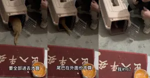 ▲女友二段式刁難浪貓「進籠子標準」,結果浪貓一步一步跟著指令,最後整個身體鑽進籠子裡。(圖/IG) ▲女友二段式刁難浪貓「進籠子標準」,結果浪貓一步一步跟著指令,最後整個身體鑽進籠子裡。(圖/IG)