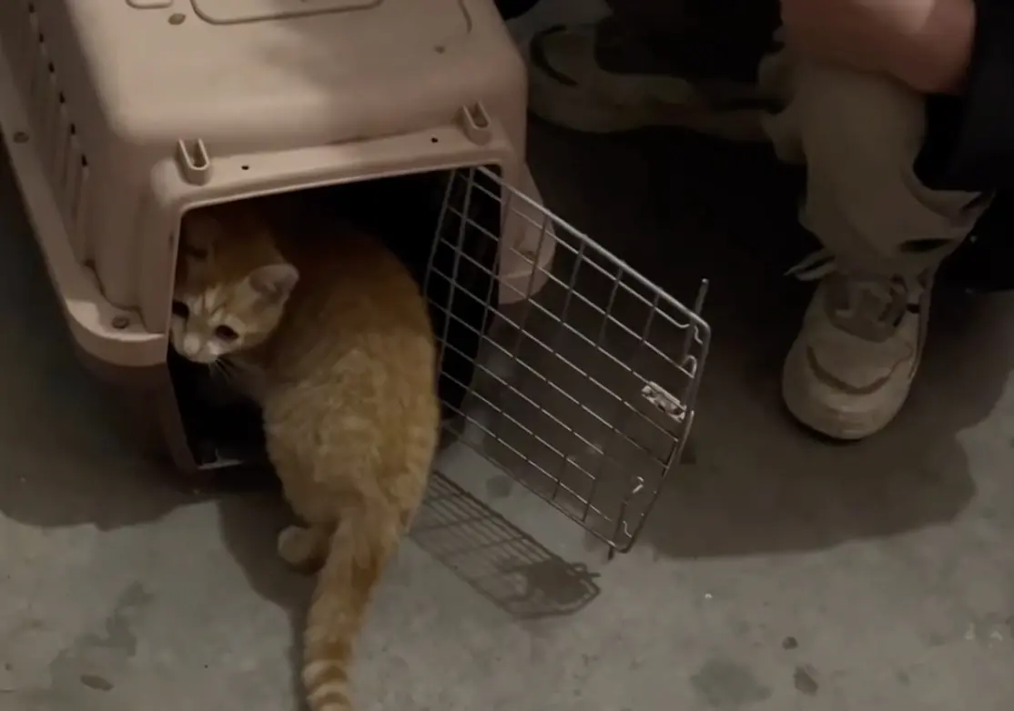 ▲一對情侶帶著籠子要去收編流浪貓，男子給貓咪考題表示「如果你鑽進籠子，我就養你」，結局超爆笑。（圖/IG）