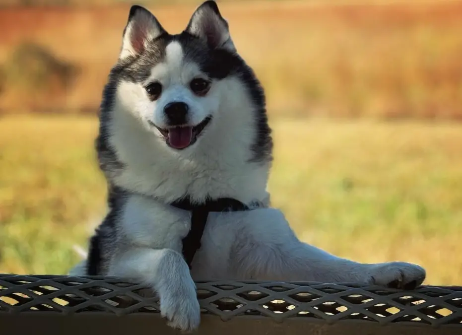 ▲超可愛的混種狗明星冬天（Winter），牠有著博美精緻的五官，卻又有著是哈士奇的毛色。（圖／取自IG@winterpomsky）