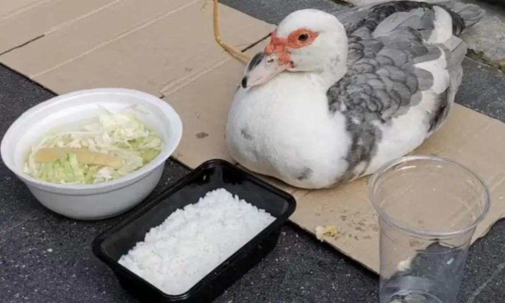 ▲一名小鴨被當作乞討工具，在街上行乞，引發泰國網友議論。（圖／翻攝自臉書）