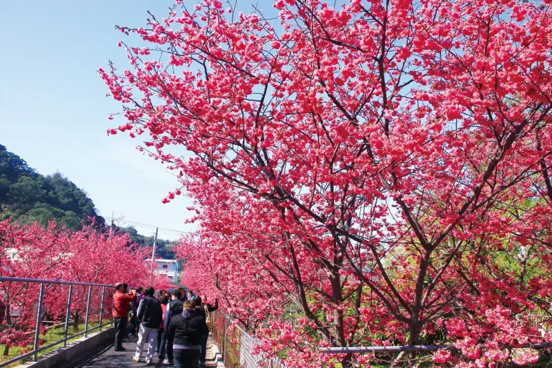 ▲泰安派出所旁櫻花園(圖／觀旅局提供2024.2.26)