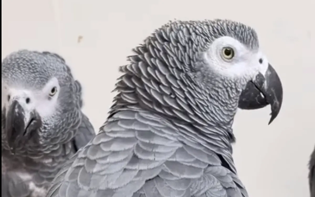 ▲還記得因為太愛說髒話，被迫「轉學」的鸚鵡小隊嗎？近期動物園公布了牠們最新現況。（圖／取自IG@lincswildlifepark）