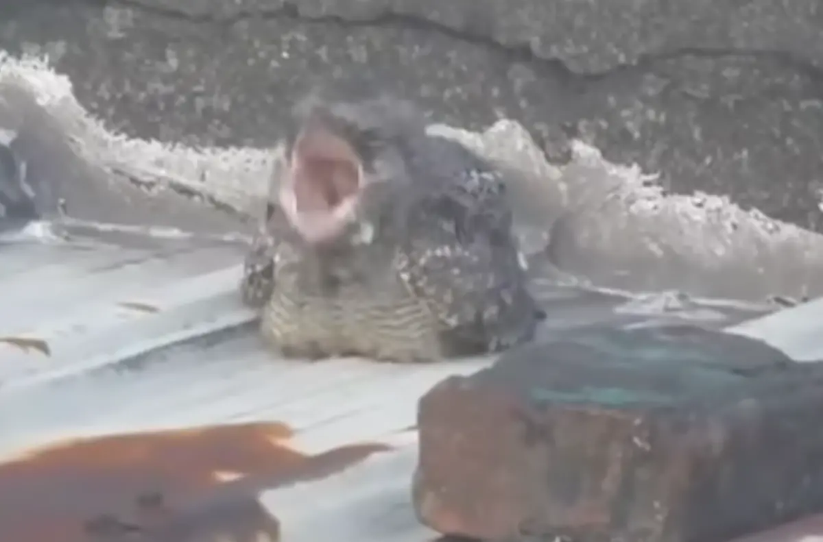 ▲近日一段棲息於台灣的南亞夜鷹鳴叫聲引起網路關注，短短37秒片段瞬間喚醒眾人晚上被「追～追～」鳥叫聲吵醒的記憶。（圖／翻攝自臉書粉專「爆料公社一日小編」）