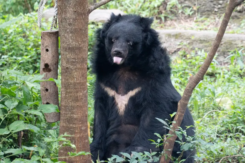 ▲臺北市立動物園的高齡熊瑞「小熊」於今(2024)年2月27日傍晚辭世。（圖／臺北市立動物園）