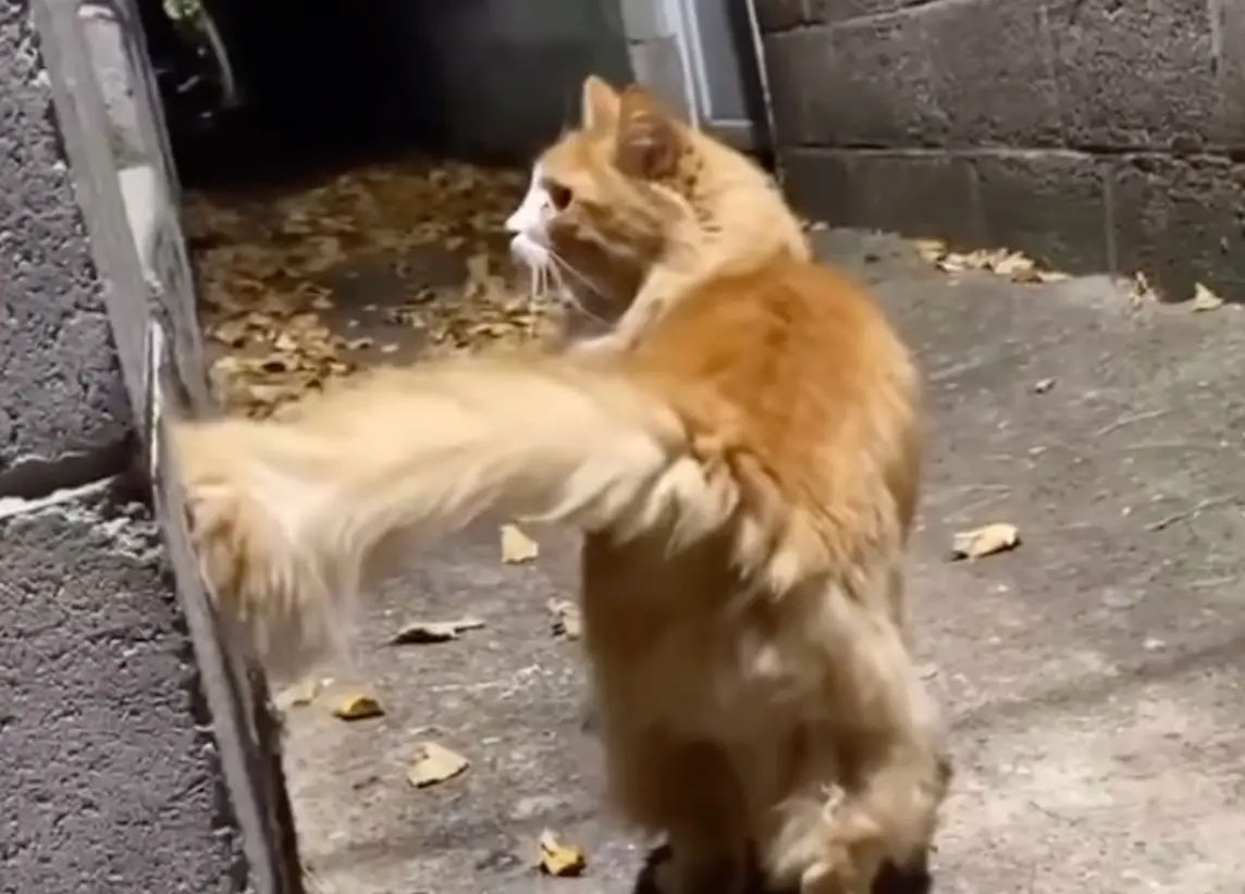 ▲常常我們都會在路邊看到一些流浪貓，許多愛貓人士都會買罐罐給牠們吃，甚至是日久生情而收編。（圖/IG）