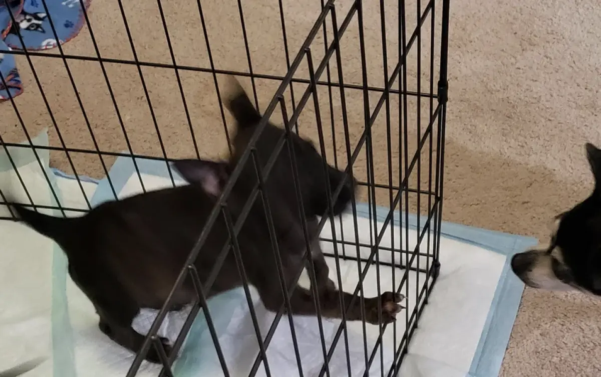 ▲飼主去年在收容所本來想收編2隻吉娃娃姊妹，沒想到事後看到照片才發現這2隻根本不是吉娃娃，牠們到獸醫院進行DNA檢測後，身世之謎才揭曉。（圖／翻攝自Reddit＠ShadesOfCerulean）