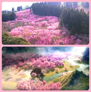 ▲霧中鳥瞰千櫻園（上），有如陸劇「三生三世十里桃花」的場景（下）。（圖／翻攝福壽山農場粉專、劇照，2024.02.29）