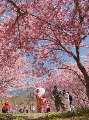 ▲遊客穿著和服在千櫻園林間拍照，像是一秒穿越到日本。（圖／翻攝福壽山農場粉專、劇照，2024.02.29）