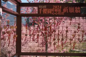 櫻吹雪勝十里桃花!武陵櫻花季今結束 遊客赴27公里外「牽姻緣」 ▲千櫻園中許願牆,在滿眼粉紅的世界,讓情人互許終身。(圖/翻攝福壽山農場粉專,2024.02.29)
