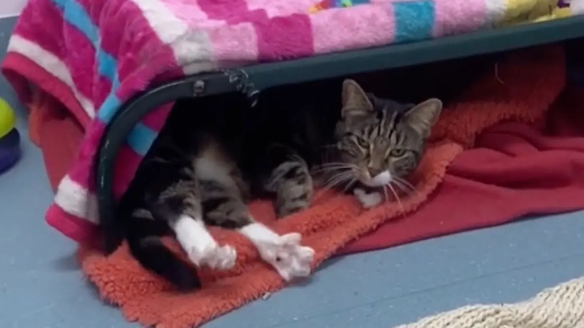 ▲國外一隻虎斑貓以為主人出國玩，把自己寄放在別人家裡，過了4個月後才知道自己被棄養，令牠傷心欲絕。（圖/Tik Tok）