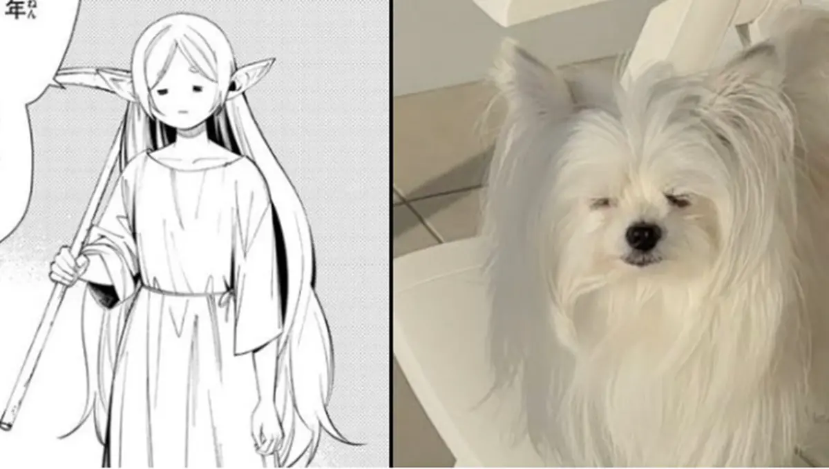 ▲日本一隻博美狗狗，被發現撞臉最近當紅的動漫人物「芙莉蓮」。（X@kawai_nu_san）